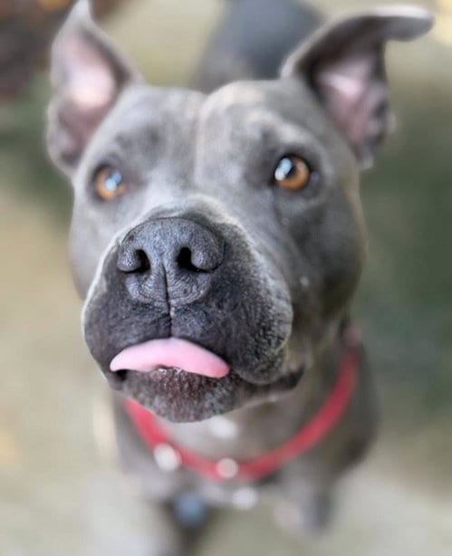 Photo of Sweet Pea, adoptable Pit Bull Terrier in North Myrtle Beach, South Carolina