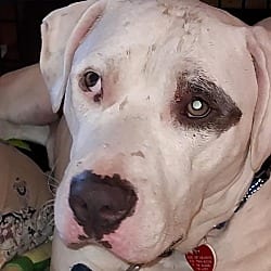 Photo of Jack Jack, adoptable American Bulldog Labrador Retriever in Beverly Hills, California
