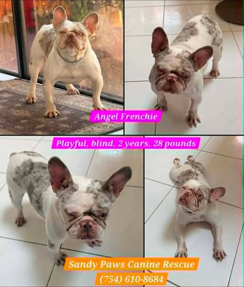 Photo of Angel, adoptable French Bulldog in Plantation, Florida