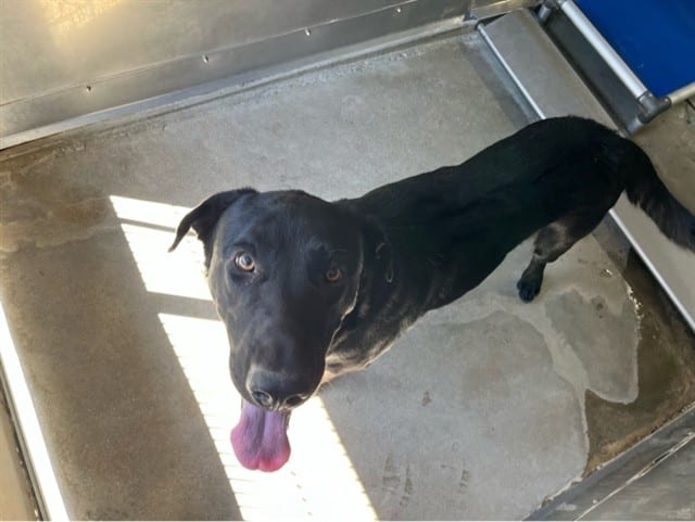 Photo of Senior Labrador Retriever, adoptable Labrador Retriever in Devore, California