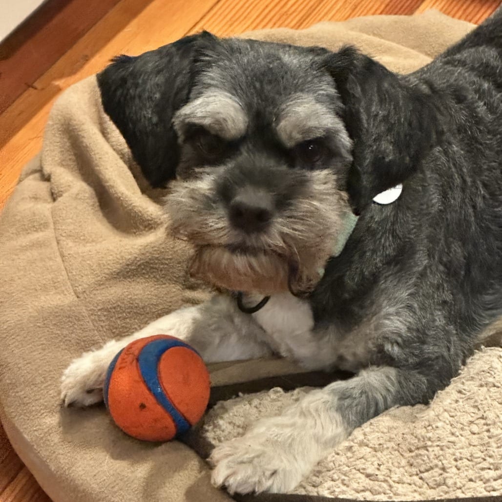 Photo of Arnold Schnauzer, adoptable Schnauzer / Mixed Breed (Small) in Potomac, Maryland
