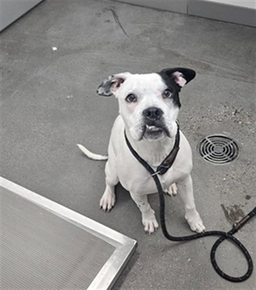 Photo of Booba, adoptable American Pit Bull Terrier in Mesa, Arizona