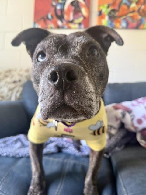 Photo of Cinderella, adoptable Pit Bull Terrier in Santa Maria, California