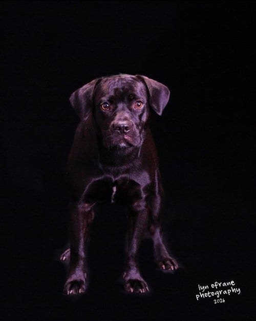 Photo of Midnight, adoptable Unknown breed (short coat) in Paramus, New Jersey