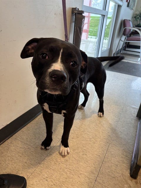 Photo of Brutus, adoptable Pit Bull Terrier in Plano, Texas