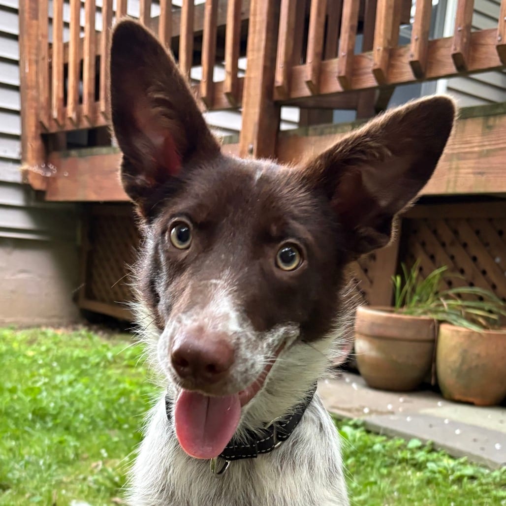 Photo of Sheriff, adoptable Collie, Border in Maryland, Maryland
