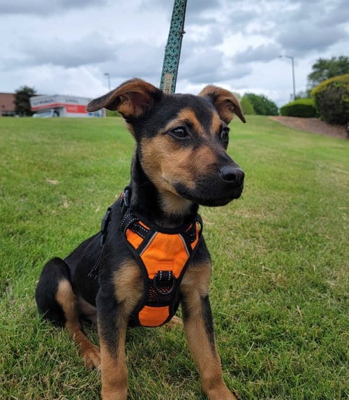 Photo of Junior, adoptable Labrador Retriever in Locust Grove, Georgia