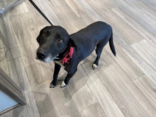 Photo of Coco, adoptable Labrador Retriever in Garland, Texas