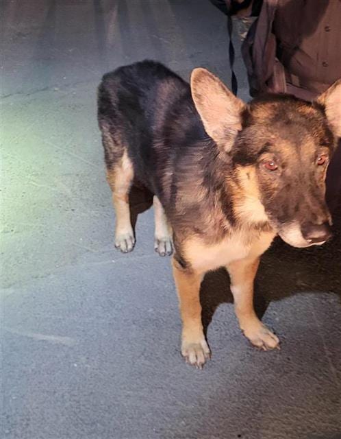 Photo of Pete, adoptable German Shepherd Dog in San Antonio, Texas