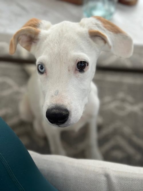 Photo of Newdle, adoptable Labrador Retriever in Sandy, Utah