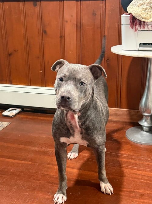 Photo of London, adoptable Pit Bull Terrier in Brewster, New York