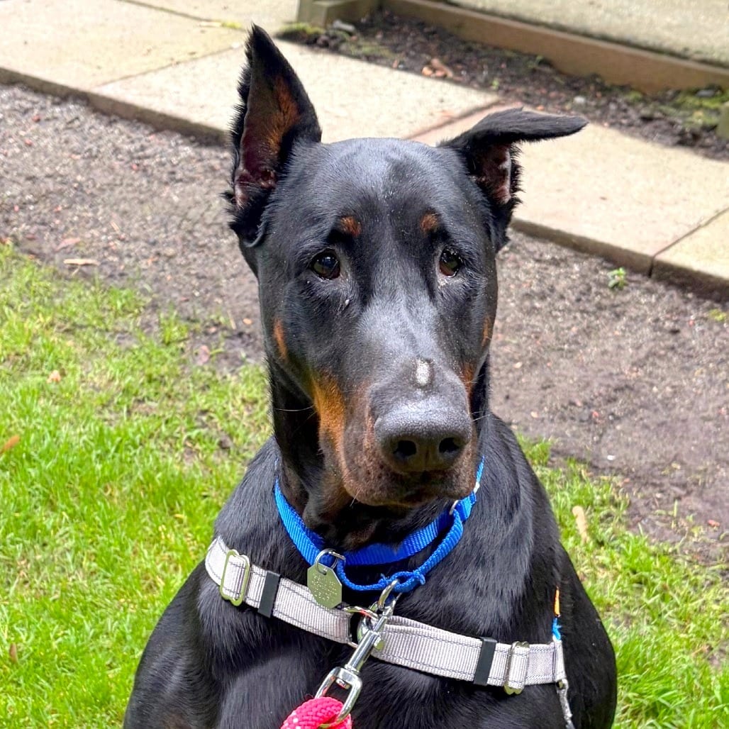 Photo of Waro, adoptable Pinscher, Doberman / Mix in Woodinville, Washington
