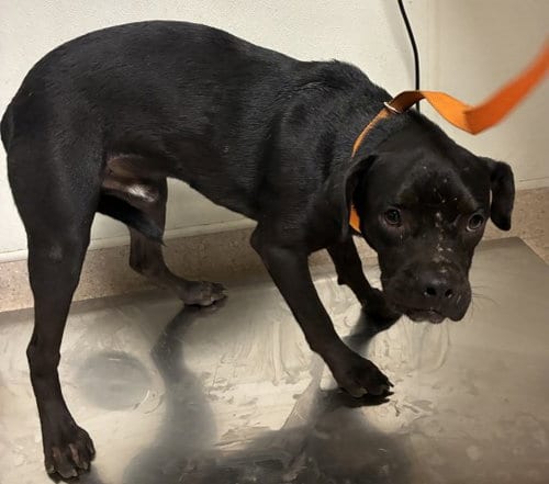 Photo of Rick, adoptable Pit Bull Terrier in Bakersfield, California