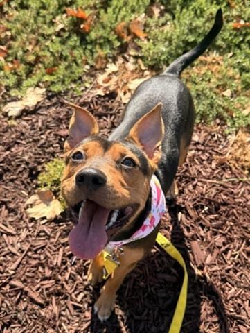 Photo of Honey, adoptable Terrier in San Martin, California