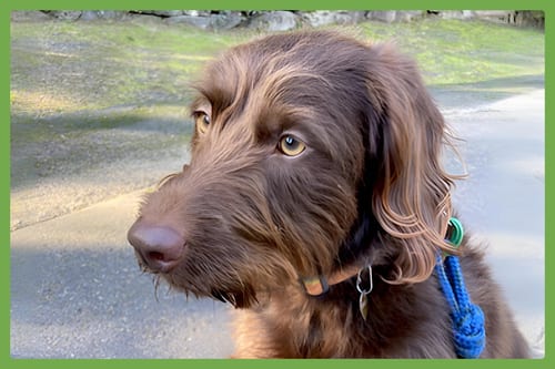 Photo of Bailey, adoptable Labrador Retriever in Amherst, Massachusetts