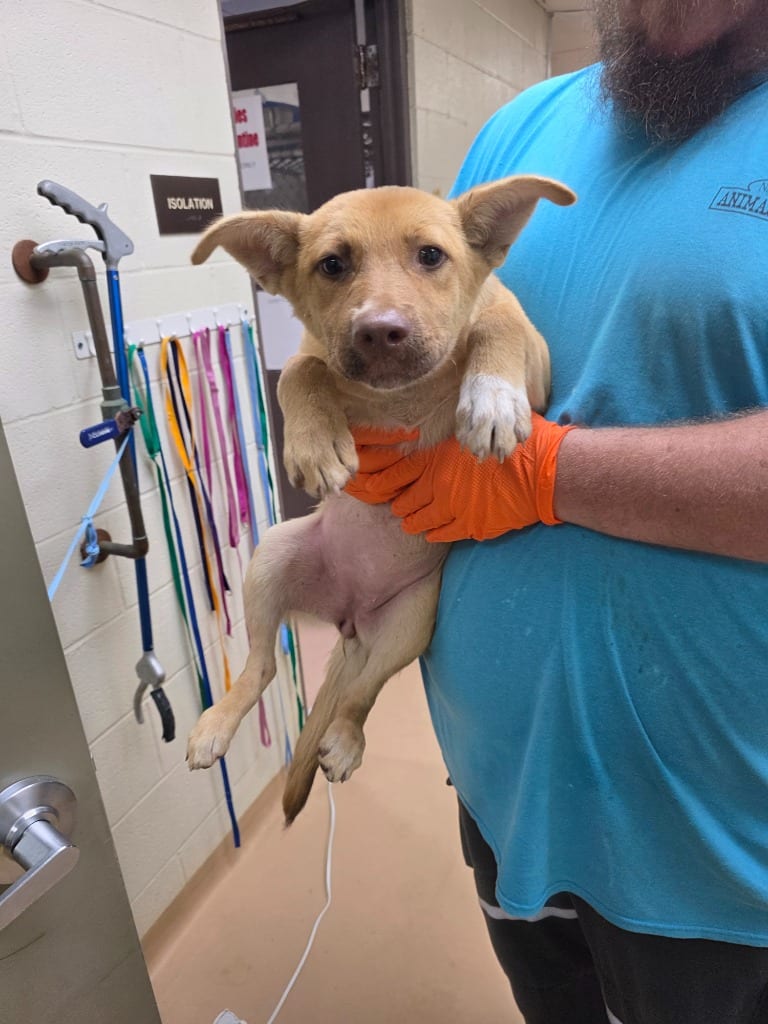 Photo of Jackie, adoptable Shepherd in Nacogdoches, Texas