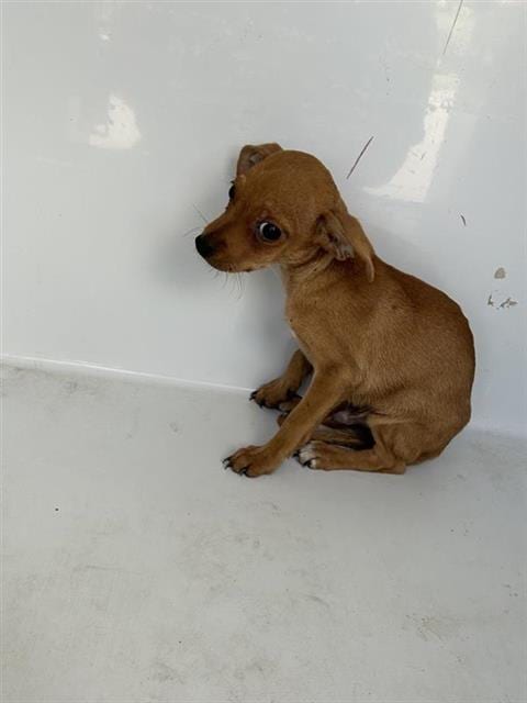 Photo of A662072, adoptable Chihuahua in Houston, Texas