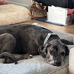Photo of Roseanne, adoptable Great Dane in Bullard, Texas