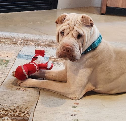 Photo of Buddha, adoptable Chinese Shar-Pei in Tucson, Arizona