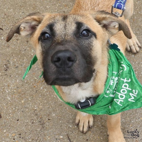 Photo of Serena, adoptable Labrador Retriever in Washington, District of Columbia