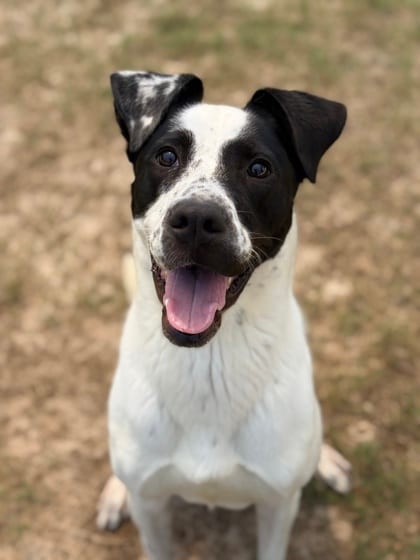 Photo of Pongo, adoptable dog in Atlanta, Georgia