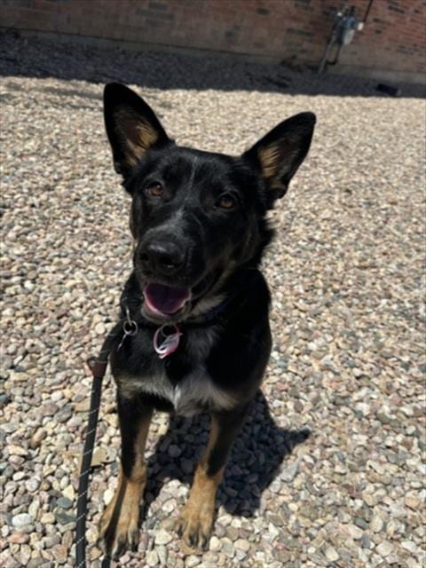 Photo of Lotus, adoptable Australian Kelpie in Fort Collins, Colorado