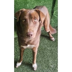 Photo of Autumn, adoptable Australian Shepherd in Lancaster, California