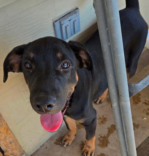 Photo of Lucas, adoptable Rottweiler in San Antonio, Texas