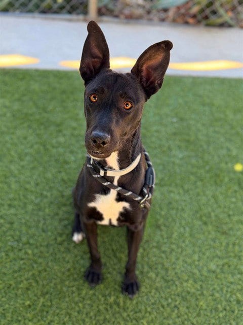 Photo of Elma, adoptable Australian Kelpie in Agoura, California