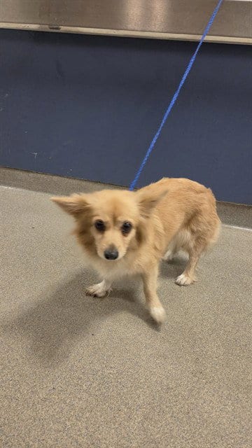 Photo of Princess, adoptable Papillon in Miami, Florida