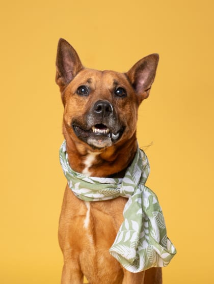 Photo of Graham, adoptable dog in Atlanta, Georgia