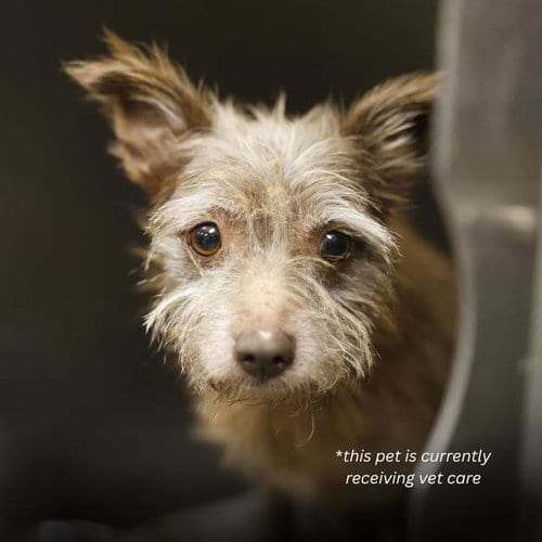 Photo of Gatsby, adoptable Terrier in San Antonio, Texas