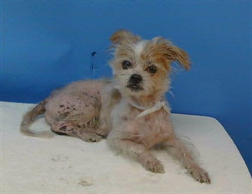 Photo of Coco, adoptable Silky Terrier in Gardena, California