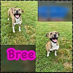 Photo of Bree, adoptable American Pit Bull Terrier Mixed Breed (Medium) in Blountville, Tennessee