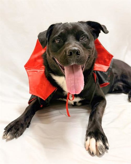 Photo of Dracula, adoptable Labrador Retriever in Chula Vista, California