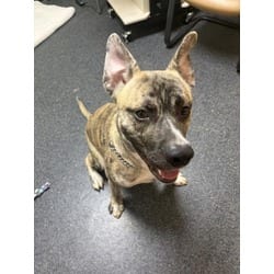 Photo of Tigger, adoptable American Pit Bull Terrier in Roseville, California