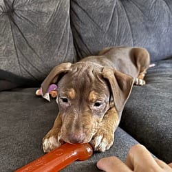 Photo of Annie Onion, adoptable Plott Hound American Staffordshire Terrier in St. Clair Shores, Michigan