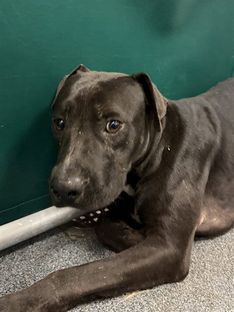 Photo of Donnie, adoptable Pit Bull Terrier in Dallas, Texas