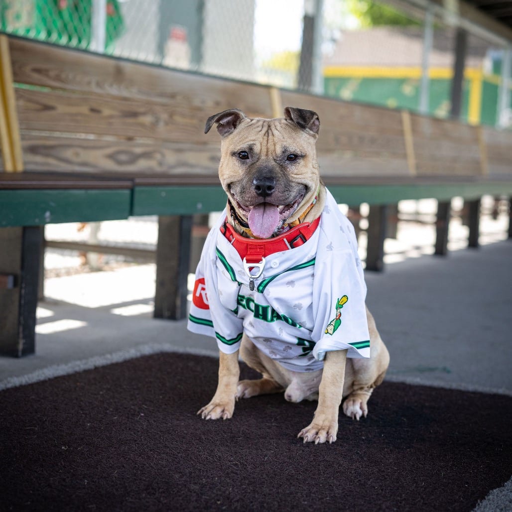 Photo of Apple Jack, adoptable Mixed Breed (Medium) in Grand Rapids, Michigan