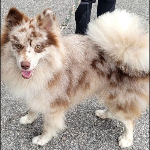 Photo of Buddy, adoptable Pomeranian in Garland, Texas