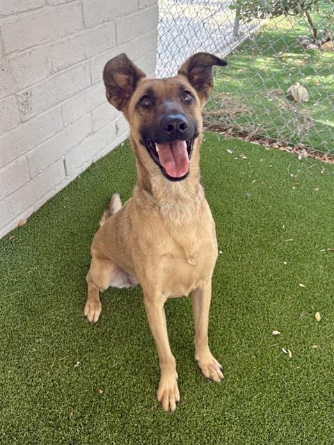 Photo of Flower, adoptable Belgian Shepherd Malinois in Castaic, California