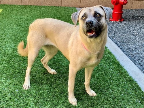 Photo of Leslie, adoptable Anatolian Shepherd in Moreno Valley, California
