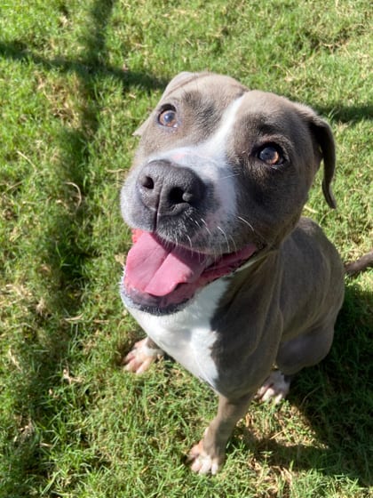 Photo of Hunni, adoptable dog in Atlanta, Georgia