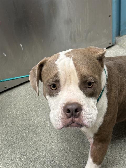 Photo of Frodo, adoptable American Bulldog in Las Vegas, Nevada
