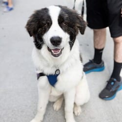 Photo of Perseus, adoptable Great Pyrenees Mixed Breed (Large) in New York, New York