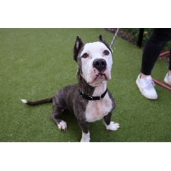 Photo of Betty Deville, adoptable Mixed Breed (Medium) in New Castle, Delaware