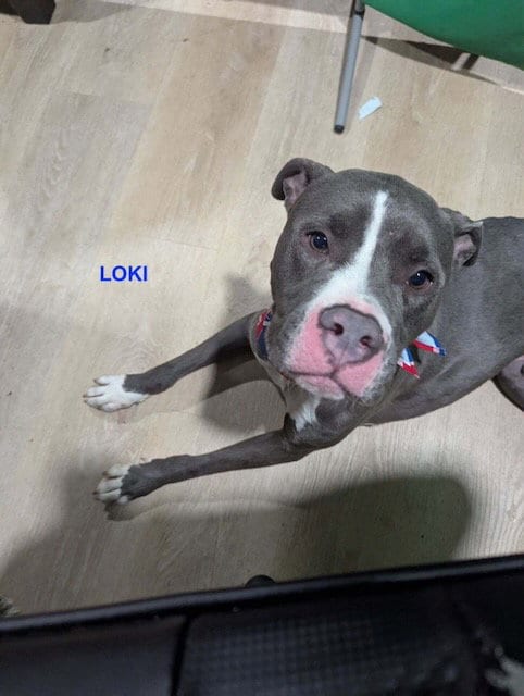Photo of Loki, adoptable Pit Bull Terrier in Woodland Hills, California