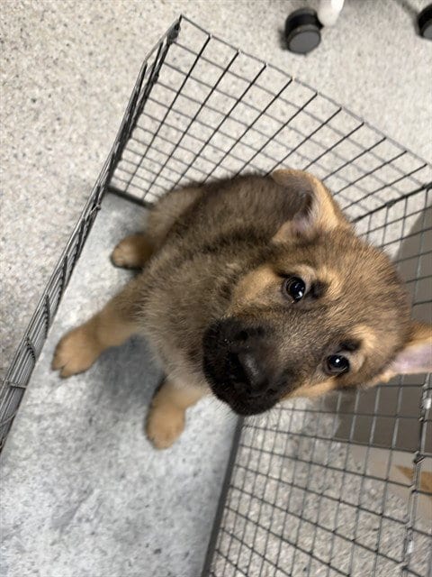 Photo of A188554, adoptable German Shepherd Dog in Pasadena, Texas
