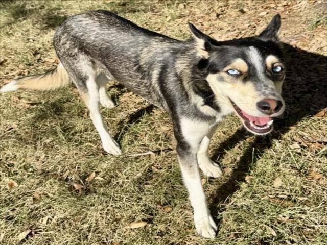 Photo of Lola, adoptable Alaskan Husky mix in Houston, Texas
