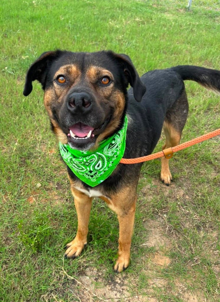 Photo of Bear, adoptable Shepherd in Hartsville, South Carolina